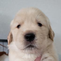 Golden Retriever Puppies from Amore Doro’ N Marshell Golden’s