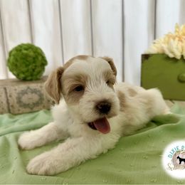 Miniature Schnauzer Puppies from Dixie Pearl Schnauzers