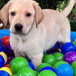 Boy 1 - Labrador Retriever puppy in Effingham, South Carolina from Stagecoach Retrievers