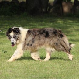 Carbon - Border Collie