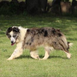 Carbon - Border Collie