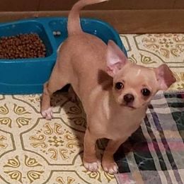 Sundae - Chihuahua
