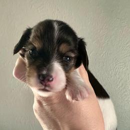 Willow-Girl 2 - Black and cream female Dachshund puppy in Wolf Lake, Indiana from Canisteo Dachshunds
