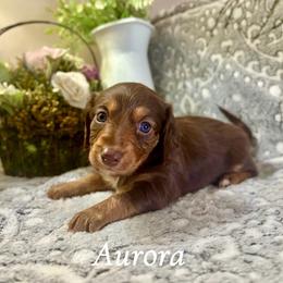 Aurora - Chocolate and tan female Dachshund puppy in Aiken, South Carolina from State Eight Dachshunds
