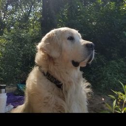 Papa Luke - Golden Retriever