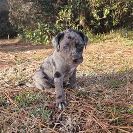 Marshal NALC - Blue merle male Catahoula Leopard Dog puppy in Doerun, Georgia from Twig & Tail Puppies