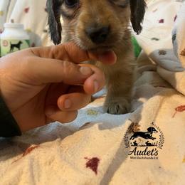Boomer - Cream male Dachshund puppy in East Dover, Vermont from Audet’s Mini Dachshunds