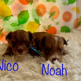 Nico - Liver male Yorkshire Terrier puppy in Tulsa, Oklahoma from Conns Cuddly Canines