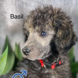 Basil - Silver male Poodle puppy in Greenville, North Carolina from Grace Poodles