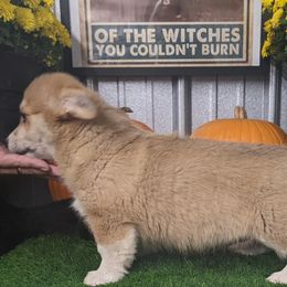 "Jane female " Basset Hound and Pembroke Welsh Corgi Puppies from 4 Sail Quarter Horses and Corgis