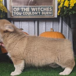 "Jane female " Basset Hound and Pembroke Welsh Corgi Puppies from 4 Sail Quarter Horses and Corgis