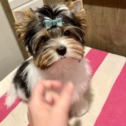 Biewer Terrier Puppies from Petit Bijou