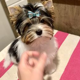 Biewer Terrier Puppies from Petit Bijou