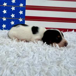 Buzz - Piebald male Dachshund puppy in Colbert, Oklahoma from Brooke Crenshaw