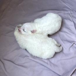 Manny - White male American Eskimo Dog puppy in Chandler, Arizona from Colleen’s Eskimos