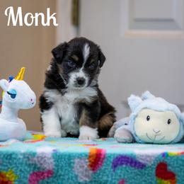 Monk - Black tri-color male Australian Shepherd puppy in Benton City, Washington from Eventide Australian Shepherds