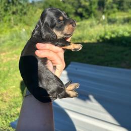 Black and Cream Male - Black and cream male Dachshund puppy in Morristown, Tennessee from Lakeway Farms