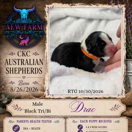 Drac - Black & white male Australian Shepherd puppy in Citra, Florida from AEW Farm