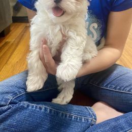 Rachel - White female Maltese puppy in Polo, Missouri from Purely Maltese