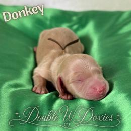 Donkey - AKC - Cream male Dachshund puppy in Alto, Texas from Double W Doxies