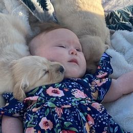 Golden Retriever Puppies from Rollin' Goldies