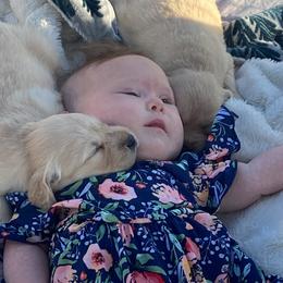 Golden Retriever Puppies from Rollin' Goldies