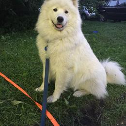 Zero - Samoyed