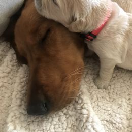 Golden Retriever Puppies from Bennett Goldens