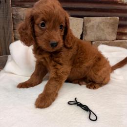 Mini Goldendoodle Boy Black Collar - Red  male Goldendoodle puppy in Cullman, Alabama from My Awesome Rover