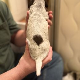 Yellow - Liver and white female German Shorthaired Pointer puppy in Ash Flat, Arkansas from SmokePoint GSPs