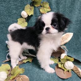 Little boy - Black and white male Japanese Chin puppy in Tulsa, Oklahoma from Locust Creek Pugs & Japanese Chin's