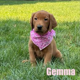 Gemma - Yellow female Labrador Retriever puppy in Tigard, Oregon from Morrison Labrador Retreivers