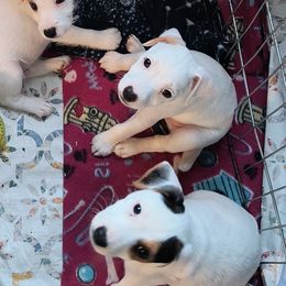 Jack Russell Terrier Puppies from Mischief Managed Jack Russell Terriers