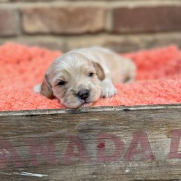 Cavapoo, Cockapoo, Goldendoodle, and Poodle Puppies from Lipscomb Doodles