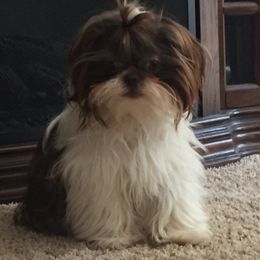 Bella - Shih Tzu