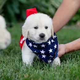 Archie - Light golden male Golden Retriever puppy in Morris, Minnesota from Midwest English Cream Goldens