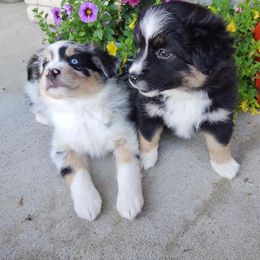 Miniature Australian Shepherd and Toy Australian Shepherd Puppies from Happy Puppy Paws