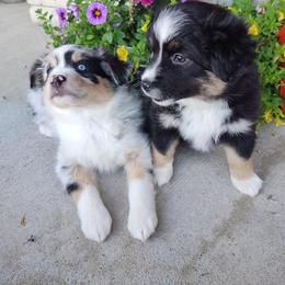 Miniature Australian Shepherd and Toy Australian Shepherd Puppies from Happy Puppy Paws