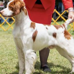 Brittany puppies from Moore Brittanys