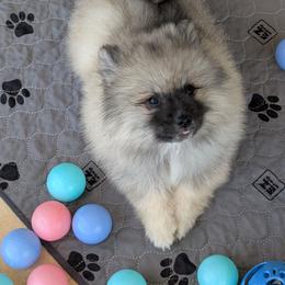 Purple collar - Black and silver female Keeshond puppy in Fayetteville, Tennessee from Erbekees-Keeshonden