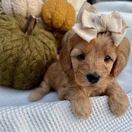 Cavapoochon puppies from Apricot Lane Puppy