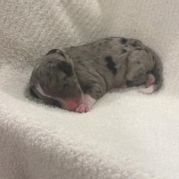 Gray - Merle male Sheepadoodle puppy in Fayette, Alabama from Luxapallila Sheepadoodles