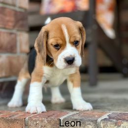 Leon - Black tan and white male Beagle puppy in Mansfield, Missouri from Rippee Creek Kennel