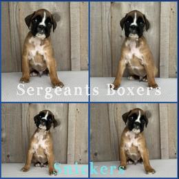 Snickers - Fawn male Boxer puppy in Madisonville, Texas from Sergeant's Boxers