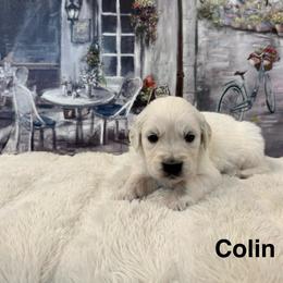 Colin - Light golden male Golden Retriever puppy in Conroe, Texas from Tails of Cypress
