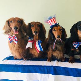 Dachshunds and Salukis from Caristeda Kennels