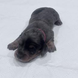 Boy 4 red collar - Dapple male Dachshund puppy in Chicago, Illinois from RGZ Doxies