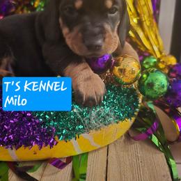 Milo - Black and tan male Dachshund puppy in Poplarville, Mississippi from T's Kennel