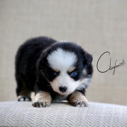 Sriracha - Black tri female Miniature Australian Shepherd puppy in Prague, Oklahoma from Clay Creek Aussies