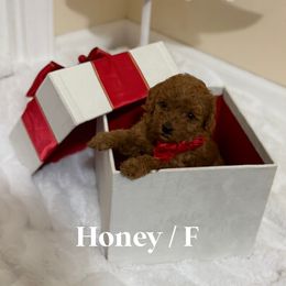 Honey - Red  female Goldendoodle puppy in Graham, North Carolina from Geise Meadow Doodles